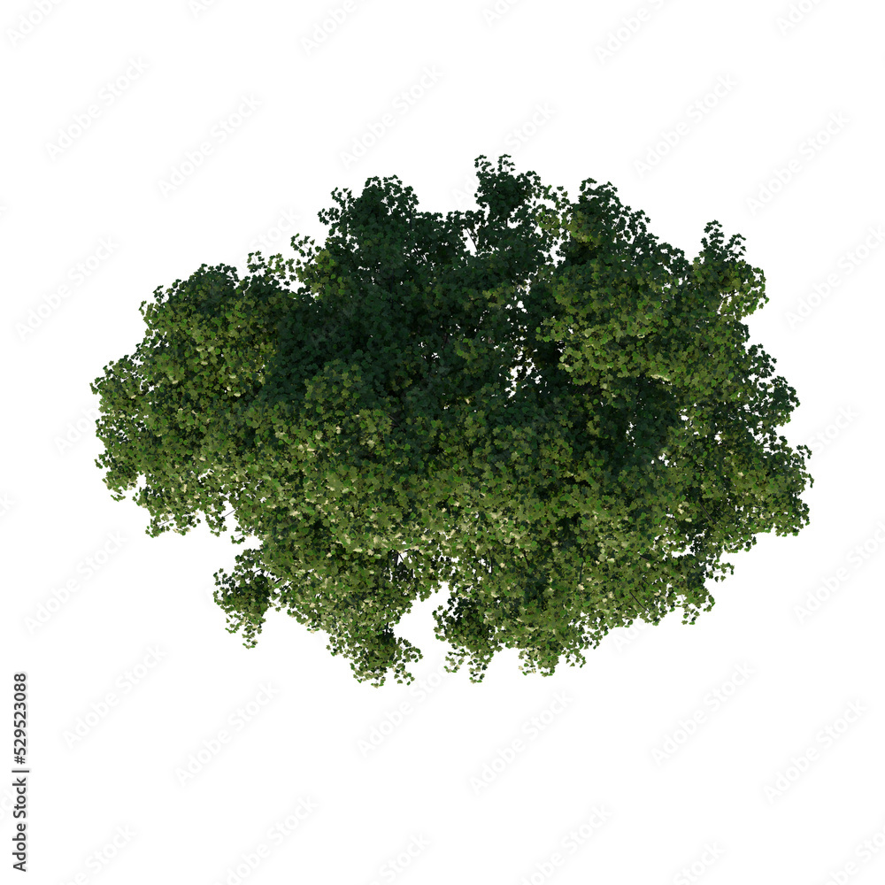 Obraz premium Top view tree (Real Maple 2) png
