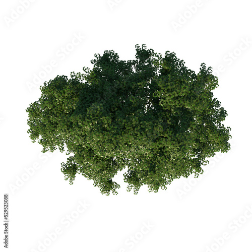 Top view tree (Real Maple 2) png 