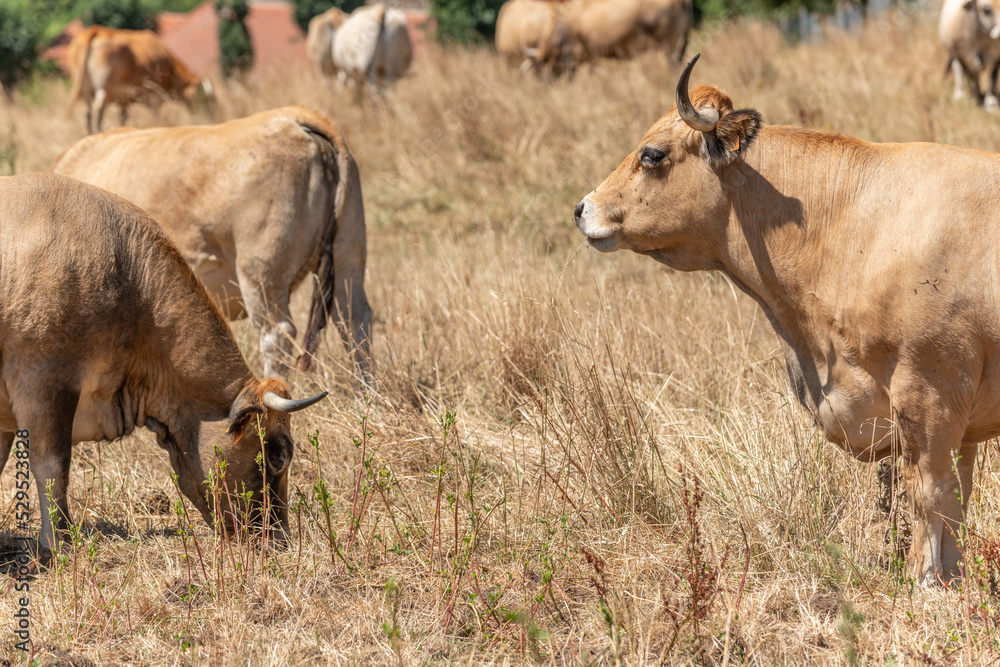 Two Aubrac cows together in pasture in summer. Two Aubrac cows together in pasture in summer.