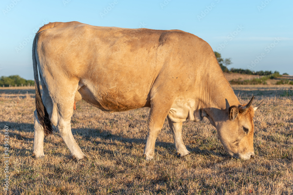 Two Aubrac cows together in pasture in summer. Two Aubrac cows together in pasture in summer.