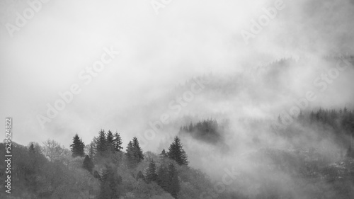 Black and white Moody dramatic misty Winter landscape drifting through trees on slopes of Ben Lomond in Scotland