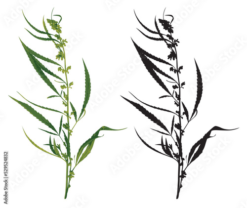 Vector realistic drawing medical cannabis. Botanical illustration with drawing of a hemp or marijuana medicinal plant