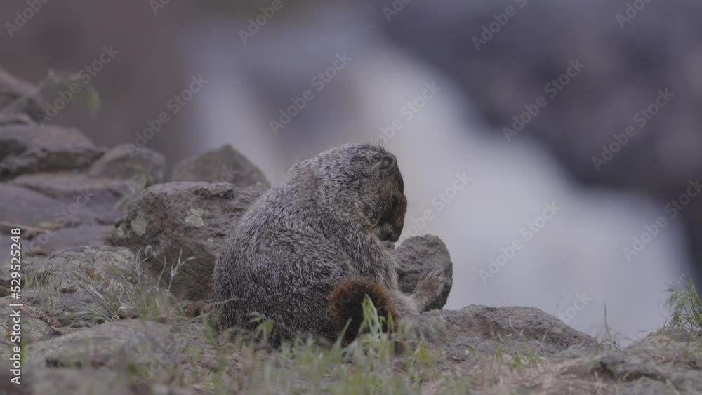 Marmot in American Nature Landscape during cloudy day. Palouse Falls State Park, Washington, United States of America. Slow Motion Marmot in American Nature Landscape during cloudy day. Palouse Falls State Park, Washington, United States of America. Slow Motion
