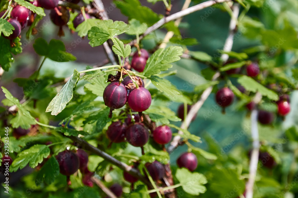 Red gooseberry on a branch against a background of green leaves Red gooseberry on a branch against a background of green leaves