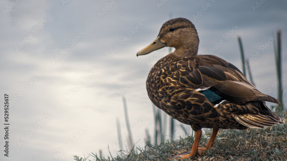 Hermoso pato viendo al infinito