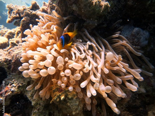 clown fish of the red sea
