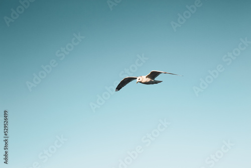 White seagull flying in blue sunny sky over sea. Silhouette of soaring gull. Bird in flight. Ocean.
