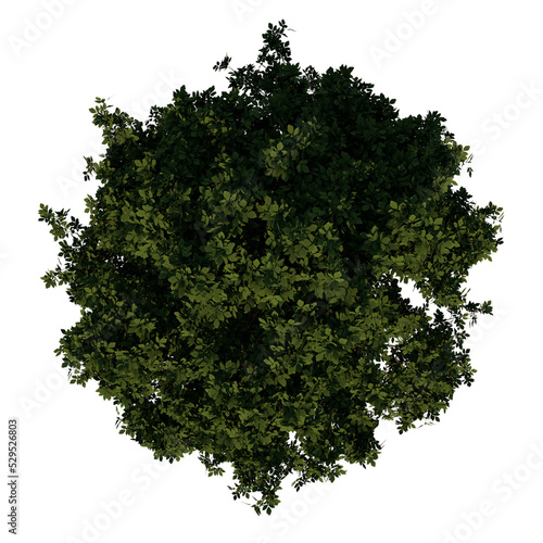 Top view tree  adolescent common maple 3  png
