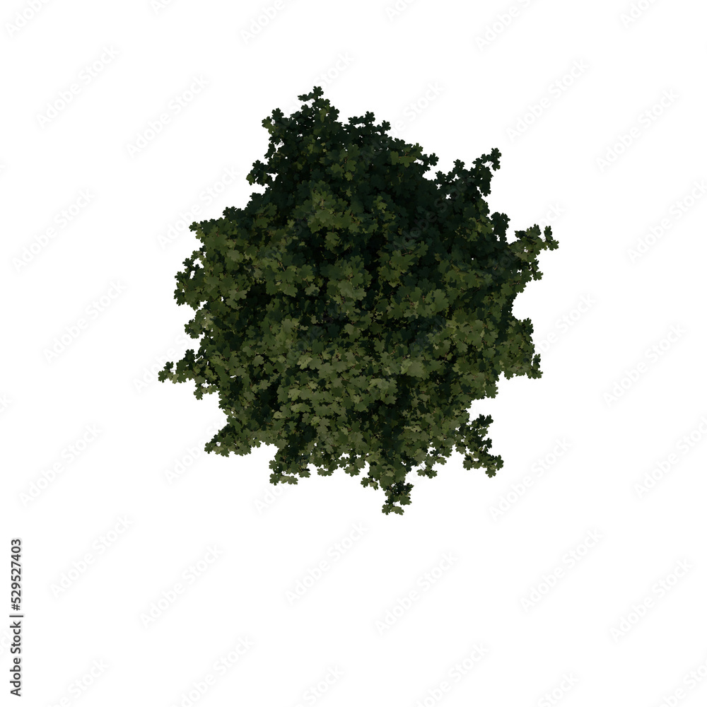 Fototapeta premium Top view tree (Young Common Maple 2) png 