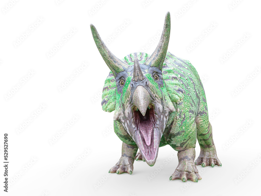 triceratops is angry on white background triceratops is angry on white background
