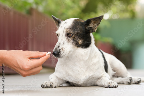 Owner is giving cute small black and white dog medicine, pills for arthritis. photo