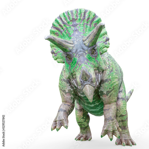 triceratops attacking on white background