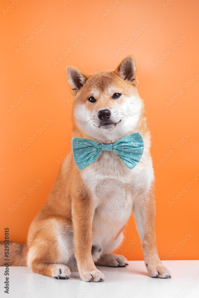 Portrait of shiba inu 5 month old puppy on orange background. Dog is wearing bow tie.
