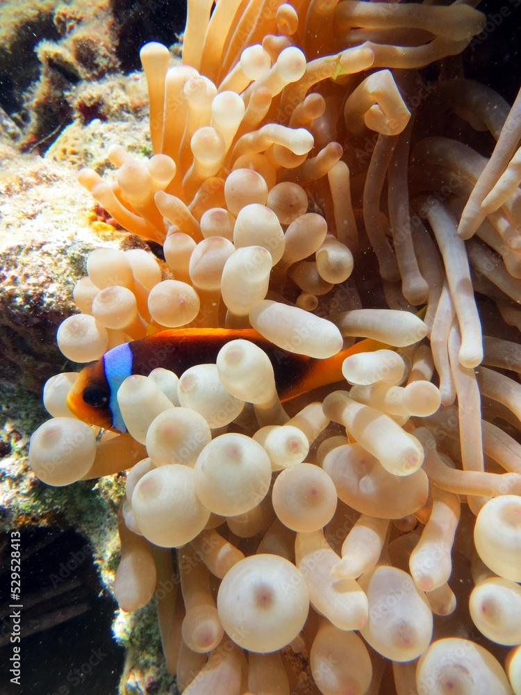 clown fish of the red sea