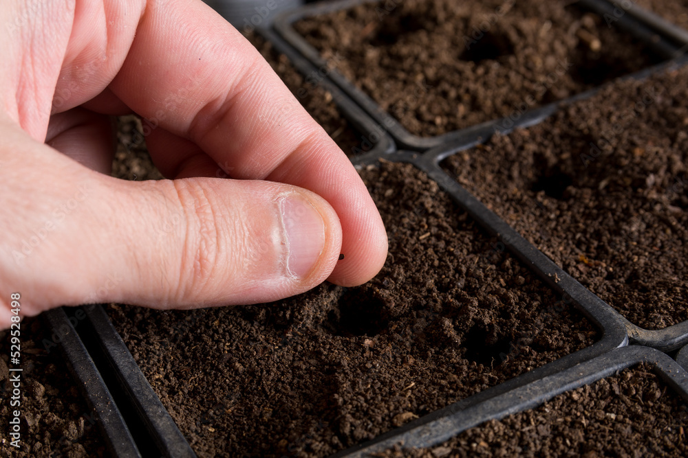 Man hand sowing lavender seeds in pots with soil at home. Botanical and gardening concept image. Copy space for design or text Man hand sowing lavender seeds in pots with soil at home. Botanical and gardening concept image. Copy space for design or text
