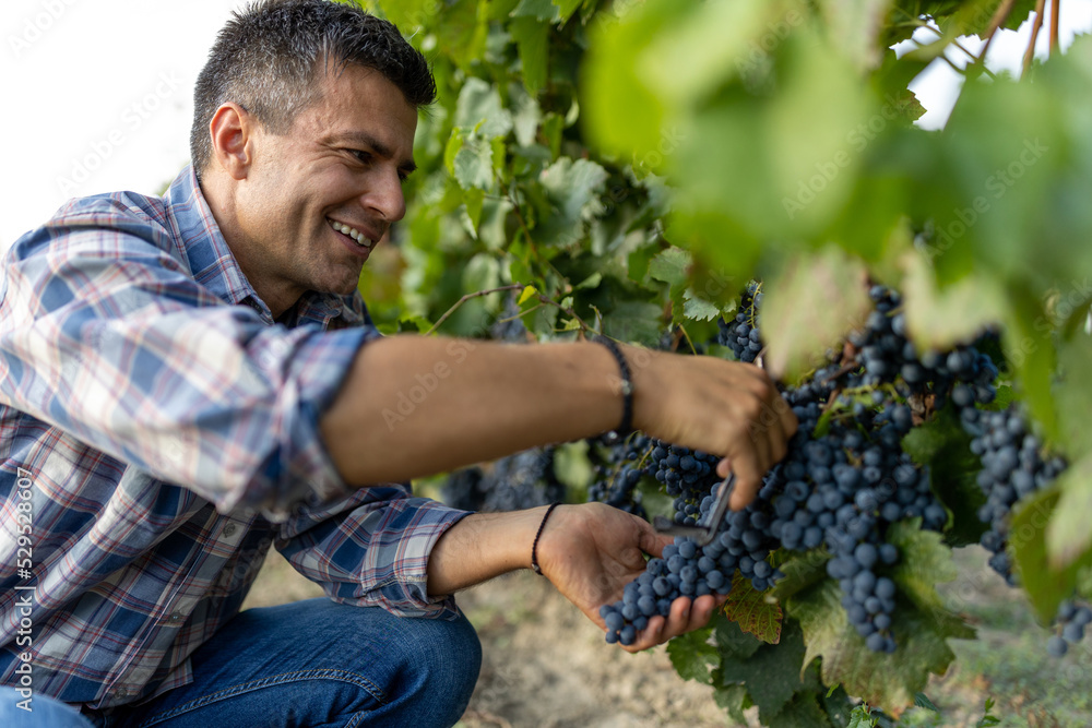 Farmer harvesting grapes in vineyard Farmer harvesting grapes in vineyard