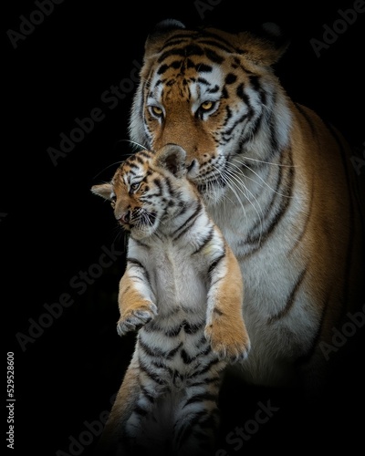 Vertical portrait of a Siberian tiger with its cub isolated on a black background