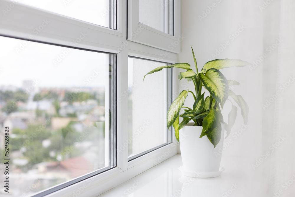 Dieffenbachia houseplant near window. Flower pot with a plant on the windowsill. Dieffenbachia houseplant near window. Flower pot with a plant on the windowsill.