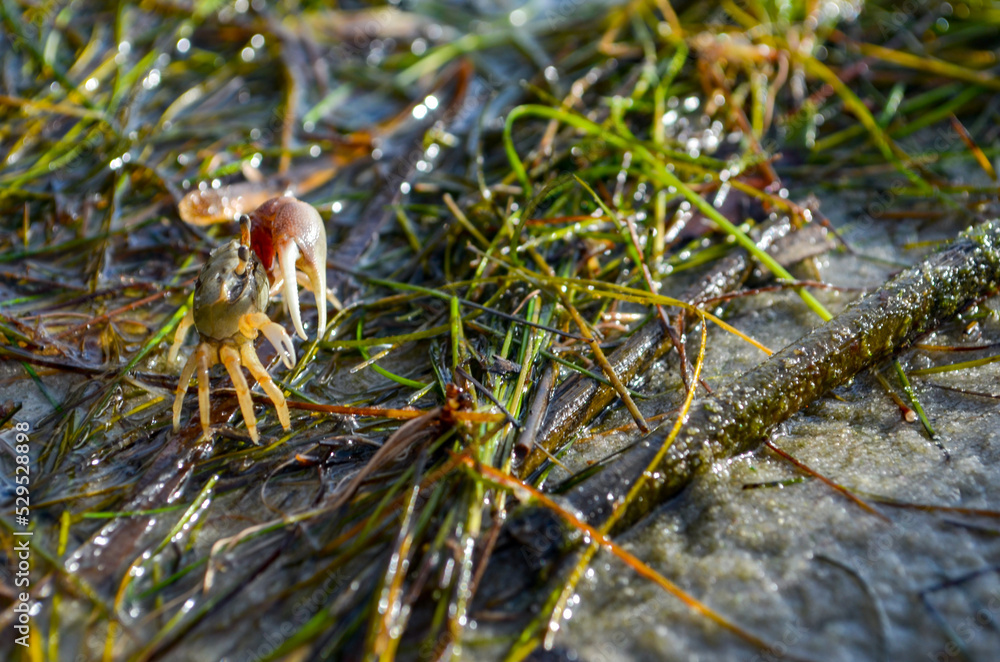 Fiddler crab in the grass on Ono Island, Orange Beach, Alabama Fiddler crab in the grass on Ono Island, Orange Beach, Alabama