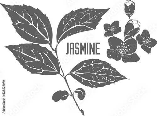 Jasmine flowers and leafs vector silhouette. Jasmine medicinal herbal outline. Jasmine branch silhouette illustration for pharmaceuticals and cosmetology.