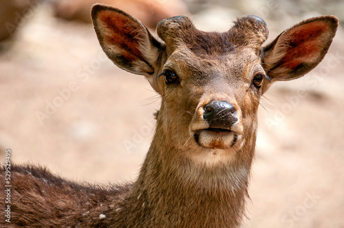 Fotobehang portrait of a deer