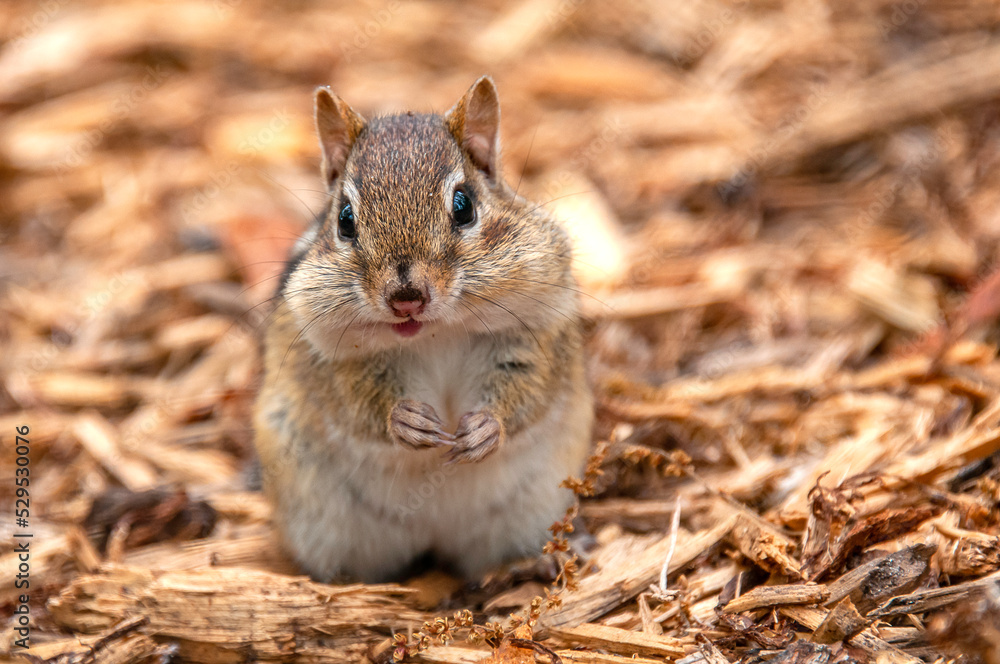 Obraz premium chipmonk eating