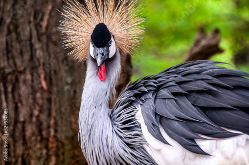 grey crowned crane
