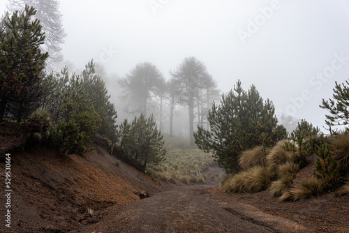 Rainforest road in the Nevado de colima mountains in ciudad guzman, jalisco. photo