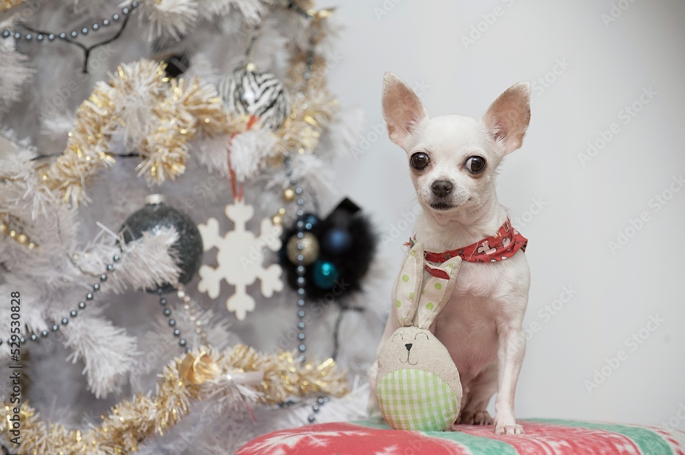 Little chihuahua dog poses by the Christmas tree. Studio photo.