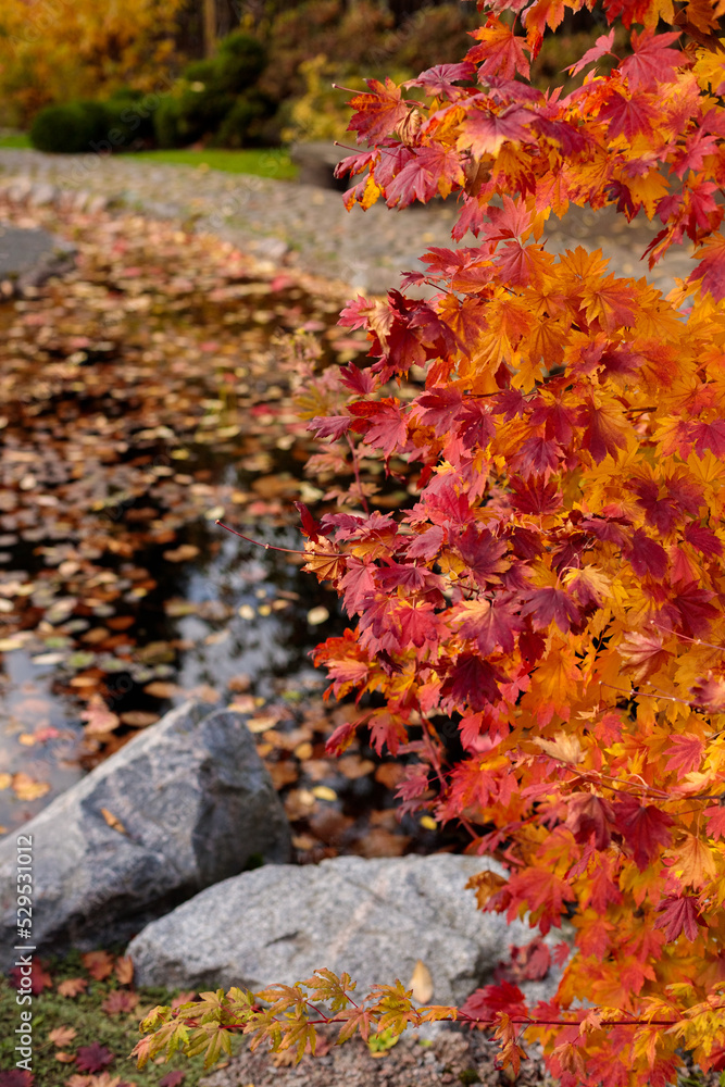 autumn yellow and red leaves of trees in a park or forest. beautiful nature in autumn, walking in the fresh air. yellow maple and oak leaves in a Japanese garden. change of seasons, halloween and autumn yellow and red leaves of trees in a park or forest. beautiful nature in autumn, walking in the fresh air. yellow maple and oak leaves in a Japanese garden. change of seasons, halloween and