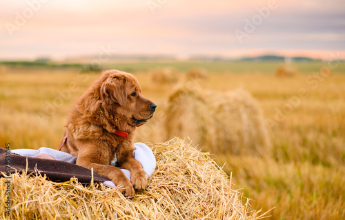 Fotografia A beautiful red dog lies on a haystack and looks away. copyspace.
