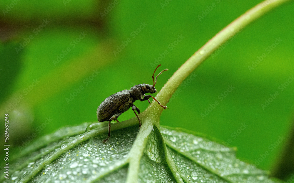 A beetle crawls along the green stem of a plant in dew drops. Beetles on the plantation. Invasion of beetles on the harvest. Macrophotography of a beetle in raindrops. A beetle crawls along the green stem of a plant in dew drops. Beetles on the plantation. Invasion of beetles on the harvest. Macrophotography of a beetle in raindrops.