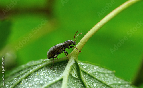 A beetle crawls along the green stem of a plant in dew drops. Beetles on the plantation. Invasion of beetles on the harvest. Macrophotography of a beetle in raindrops.