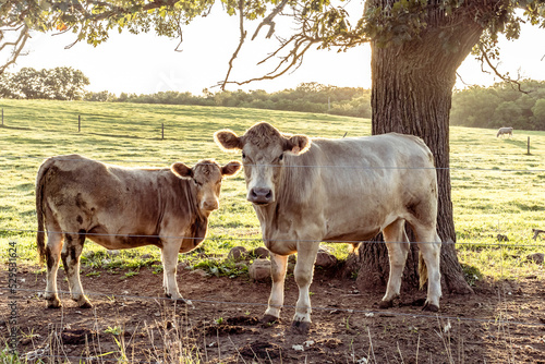 A Murray Grey beef cow and calf under a tree in a pasture in the morning.