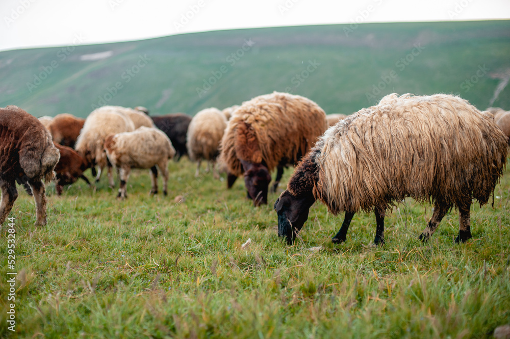 Close-up of a flock of sheep grazing in the pasture, eating grass with their muzzles down. Sheep breeding in mountainous areas as a source of income and subsistence, summer pasture of sheep Close-up of a flock of sheep grazing in the pasture, eating grass with their muzzles down. Sheep breeding in mountainous areas as a source of income and subsistence, summer pasture of sheep
