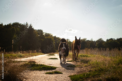 Dogs walk photo