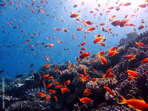 Fototapeta Naklejka Na Ścianę i Meble -  red sea fish