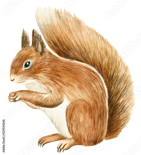 Hand drawn watercolor illustration with european squirrel isolated on white background.