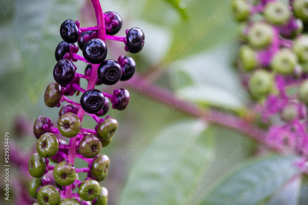 Wild plant Phytolacca americana, note shallow depth of field Wild plant Phytolacca americana, note shallow depth of field