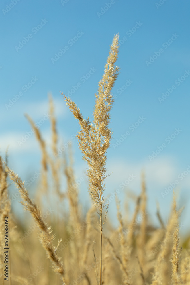 stalks of dry grass in a field on the background of the sky. grass in wind stalks of dry grass in a field on the background of the sky. grass in wind