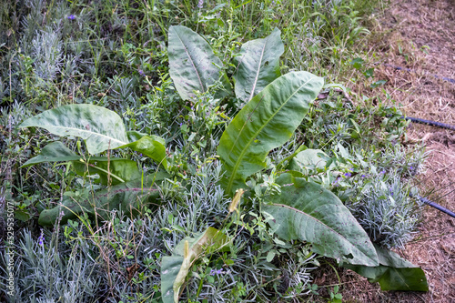 Rumex patientia, known as patience dock, garden patience, herb patience, or monk's rhubarb, is a herbaceous perennial flowering plant belonging to the family Polygonaceae. photo