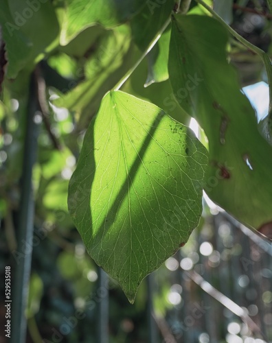 Vertical shot of green leaves on a branch with the sun reflecting on the surface photo