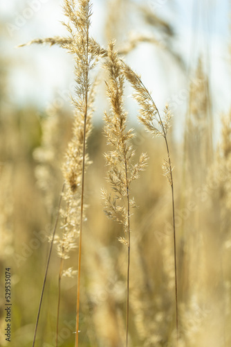 stalks of dry grass in a field on the background of the sky. grass in wind