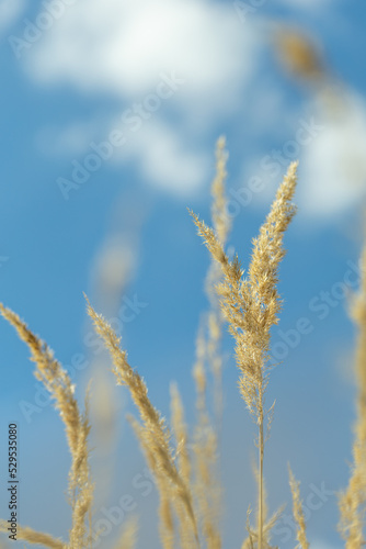 stalks of dry grass in a field on the background of the sky. grass in wind