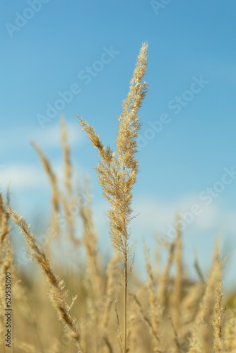 stalks of dry grass in a field on the background of the sky. grass in wind