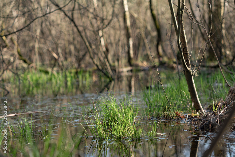 Just forest Just forest