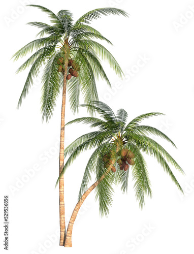 Coconut palm trees 1