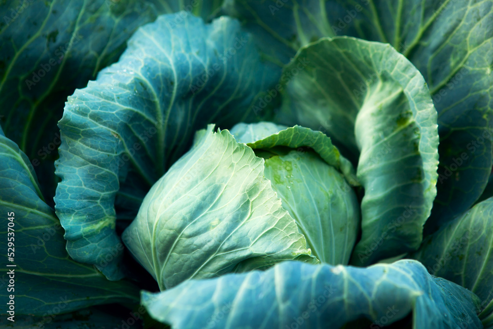 Obraz premium Fresh, white cabbage growing in a vegetable garden on a farm.
