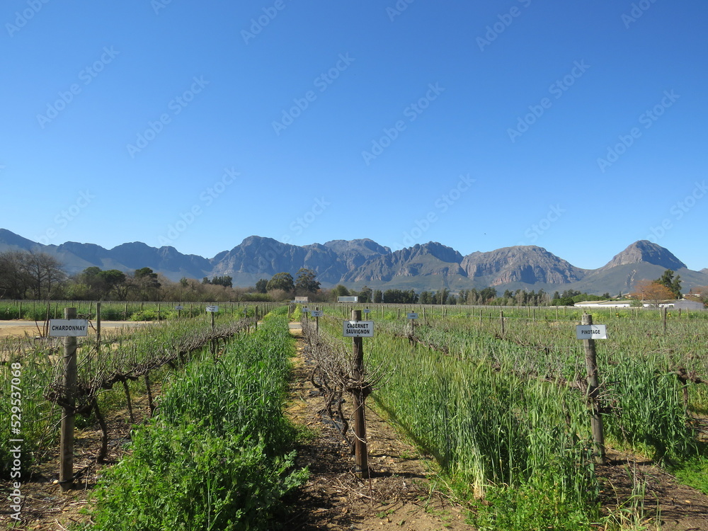 Winery, Paarl, Western Cape, South Africa