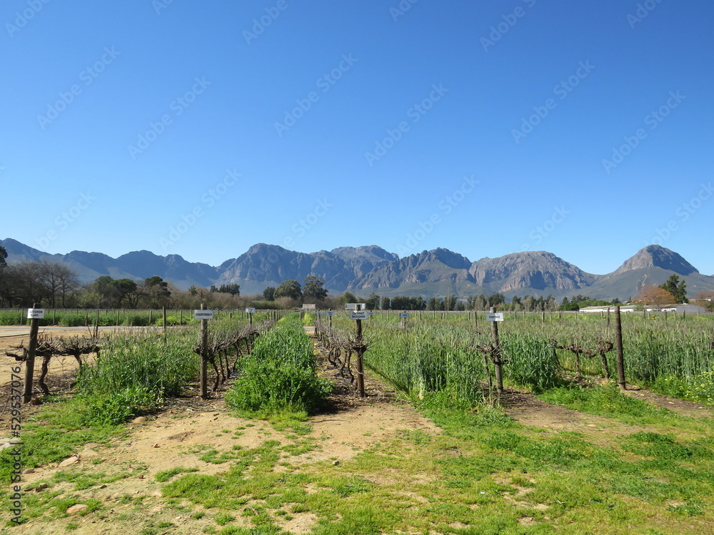 Winery, Paarl, Western Cape, South Africa
